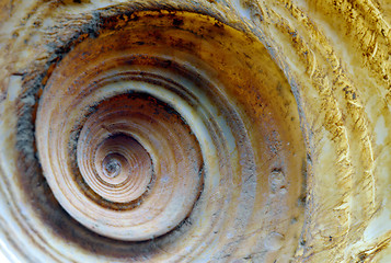 Image showing Shell Spiral