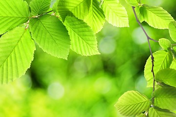 Image showing green summer leaf