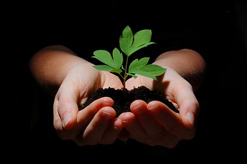 Image showing young plant with soil in hands