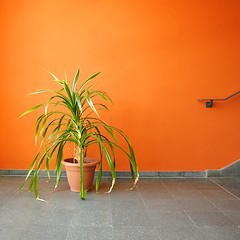 Image showing plant in pot on a orange wall