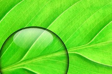 Image showing green leaf with water drop