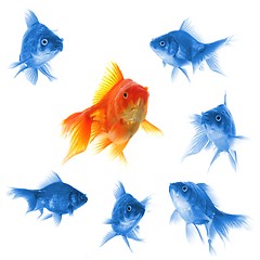 Image showing goldfish