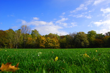 Image showing autumnal forest un der blue sky