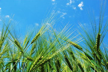 Image showing wheat grain under blue sky