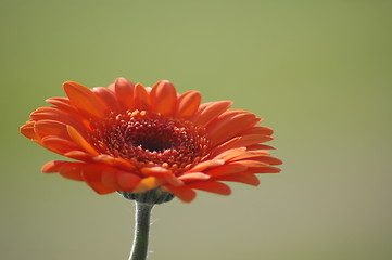 Image showing derbera daisy