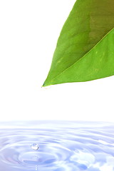 Image showing leaf and water