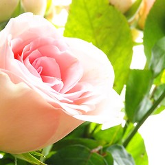 Image showing rose flower