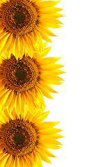 Image showing sunflower