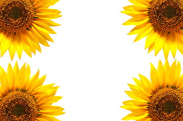 Image showing sunflower background