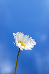 Image showing daisy under blue spring sky