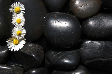 Image showing daisy flowers on black stones