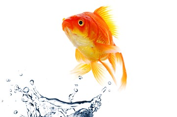 Image showing goldfish