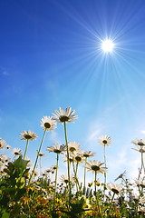Image showing daisy flower under blue sky
