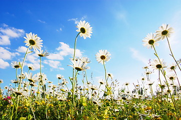 Image showing flower in summer under blue sky
