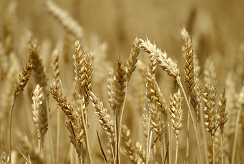 Image showing wheat field