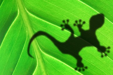 Image showing green jungle leaf and gecko