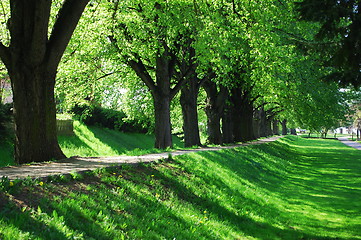 Image showing summer tree alley