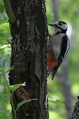 Image showing Woodpecker