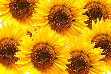 Image showing sunflower