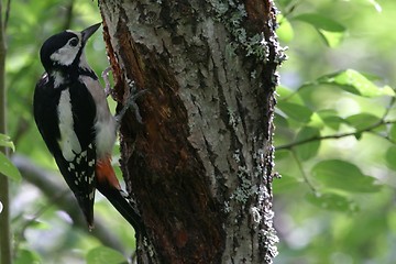 Image showing Woodpecker