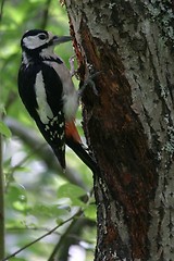 Image showing Woodpecker
