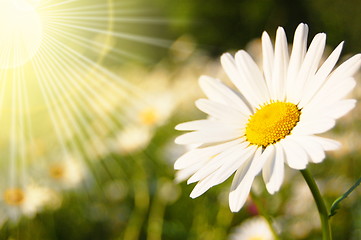 Image showing flower and sun