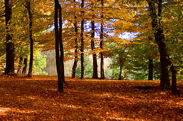 Image showing forest and garden with golden leaves at fall