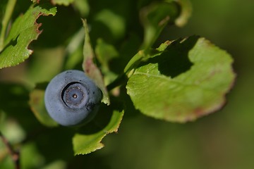 Image showing Blueberry