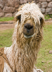 Image showing Alpaca