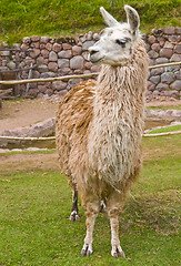 Image showing Alpaca