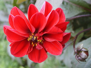 Image showing Dahlia