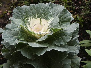 Image showing Cabbage