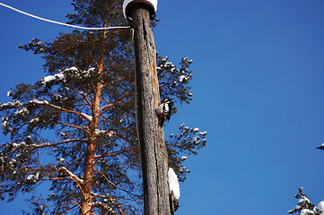 Image showing Funny woodpecker