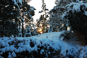 Image showing Snow covered forest