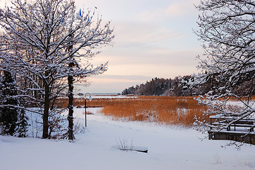 Image showing Winter landscape with reed