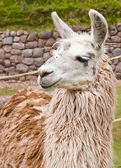 Image showing Alpaca