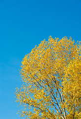 Image showing Autumn backdrop