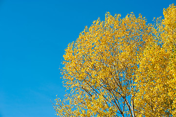 Image showing Autumn backdrop