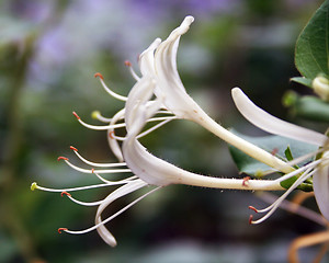 Image showing Morrow's Honeysuckle (White)