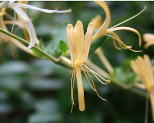 Image showing Morrow's Honeysuckle (yellow)