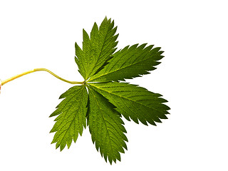 Image showing  leaf isolated