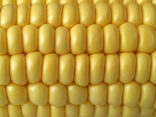 Image showing Corn