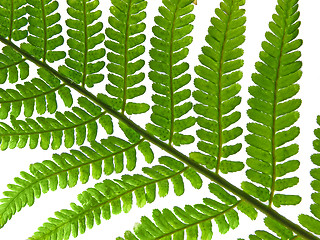 Image showing leaf  of fern isolated close up 