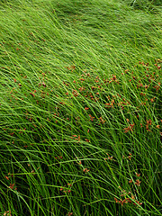 Image showing Sea Grass