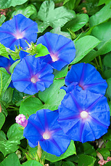 Image showing bindweed flowers