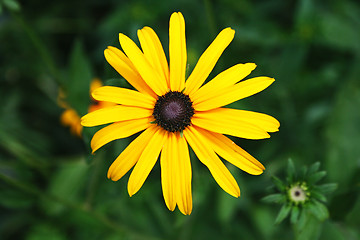 Image showing yellow  flower