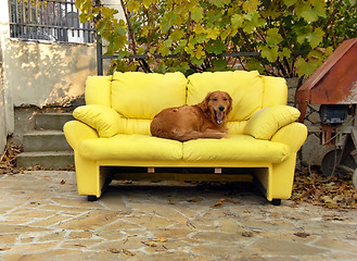 Image showing Dog on couch