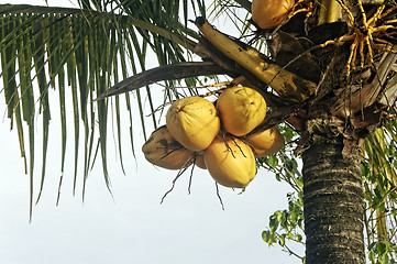 Image showing Coconut