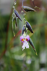 Image showing Wildflower