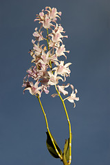 Image showing Pink Flowers